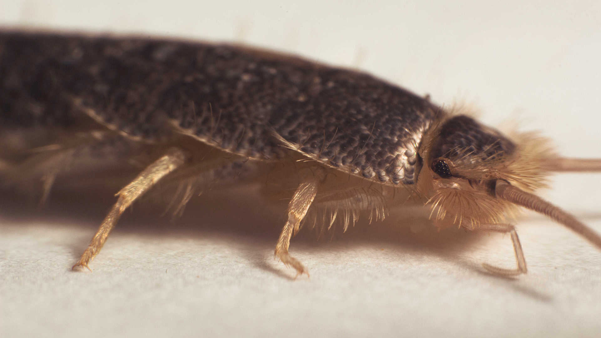 Silberfisch Super Makro 1 | | hifi-forum.de Bildergalerie