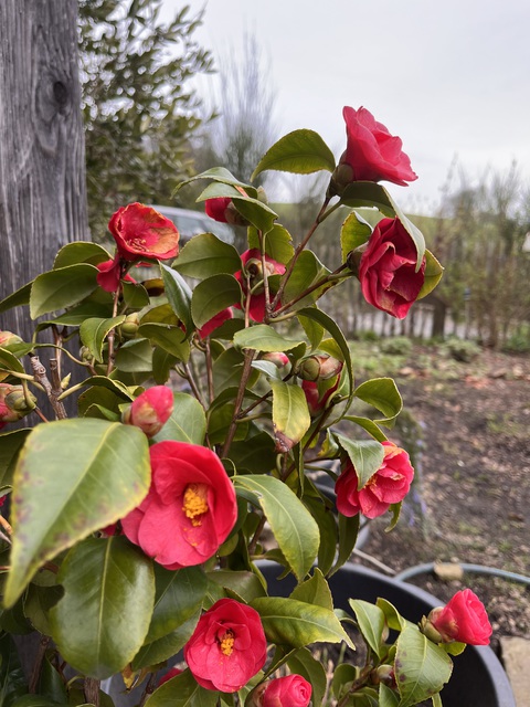 Blüte 1