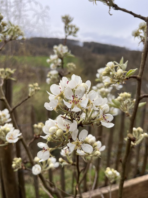 Blüte 2