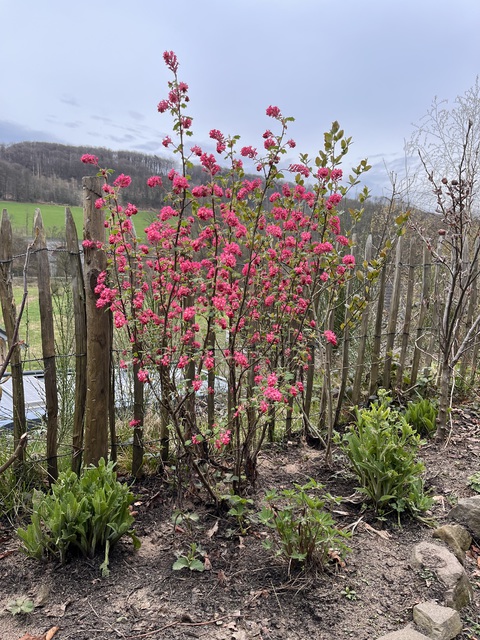 Blüte 3
