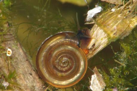 schnecke_HA_Hambur_1079693c