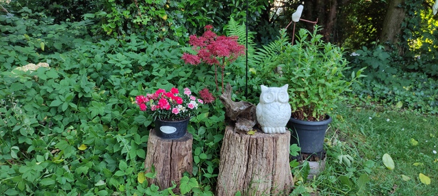 Bilder Von Unserem Garten.