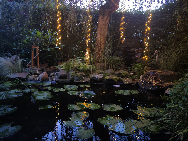 Bilder von unserem Garten.