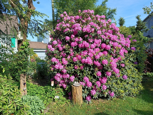 Garten aktuell 