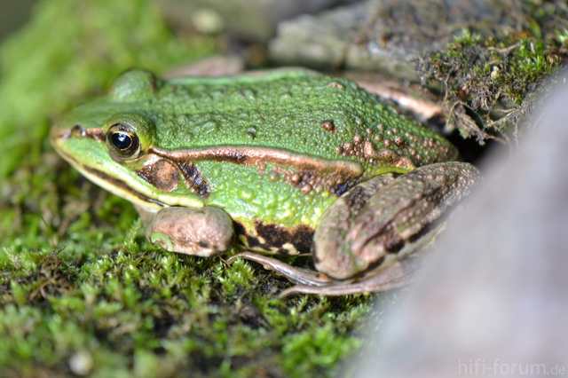 Salton Teich Frosch