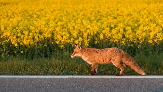 Fox On The Road