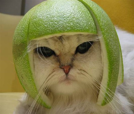 Katze Mit Helm Aus Melone