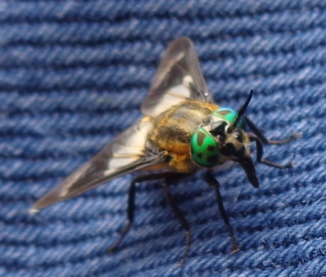 Fliege Andere02 Dsc02948