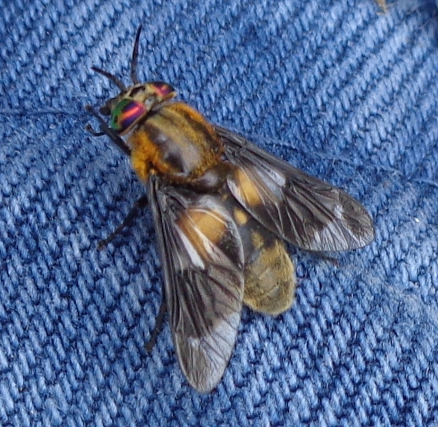 Fliege Arm04 Dsc02925