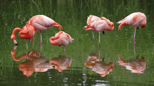 Flamingokreis