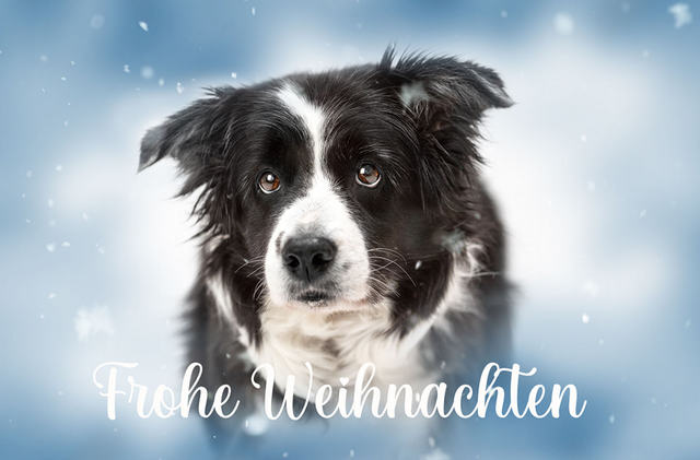 Frohe Weihnachten - Lady