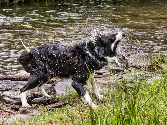 Lady Schüttelt