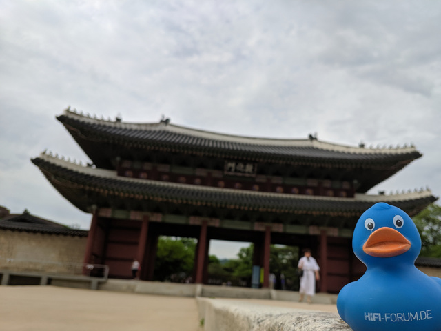 Quitsche-Ente in Korea, 2