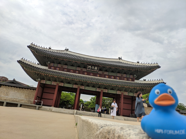 Quitsche-Ente in Korea
