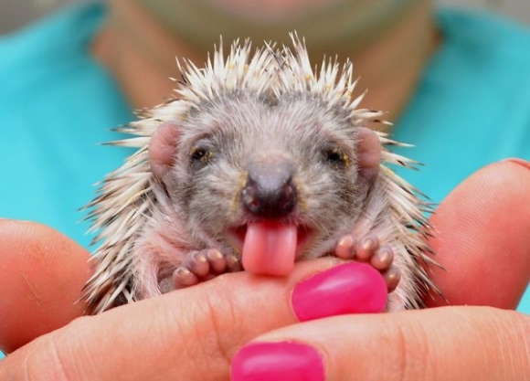 Banimal Pics