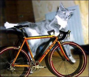 Cat On Bicycle9766167 Lrg