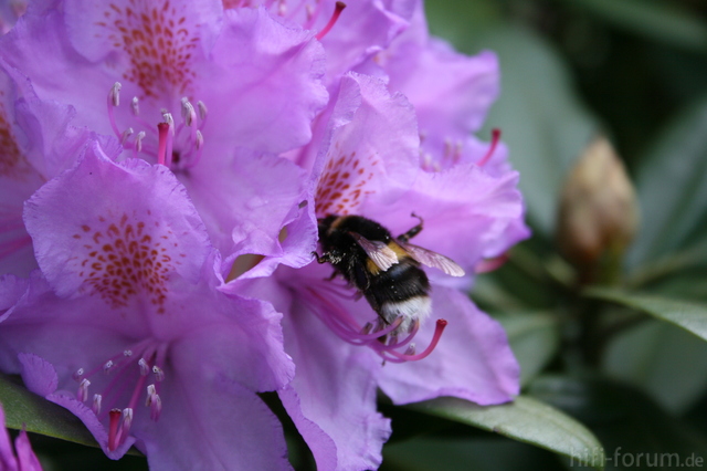 Auch Was Zum Thema "Gartenporno"