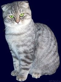 200px Scottishfold