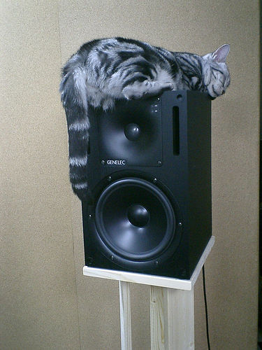 Chibiko On The Loudspeaker