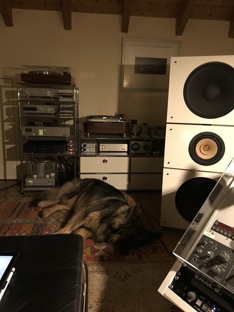 Hunde Hören Gern Musik