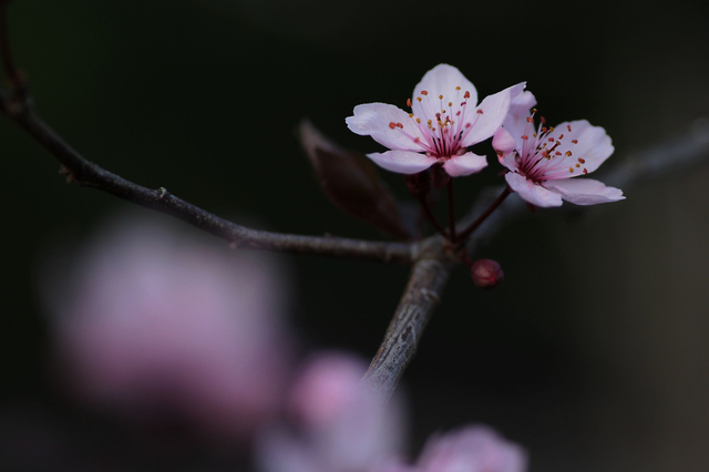 Blutpflaume 02