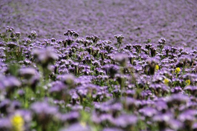 Feld Purple