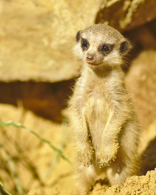 Zoo Emmen 082