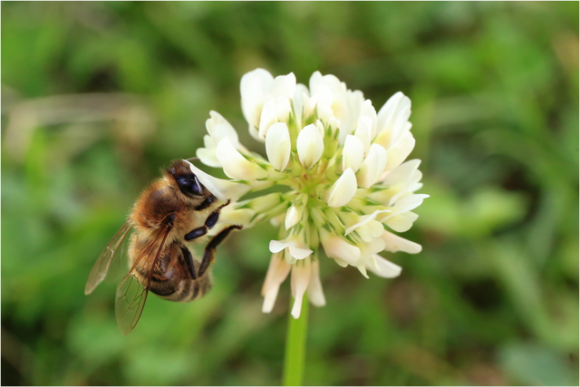 Bienchen IMG 7459