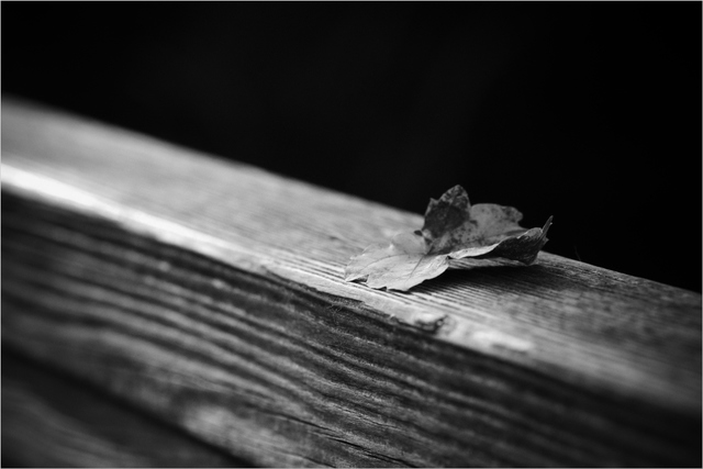 blattgrau1