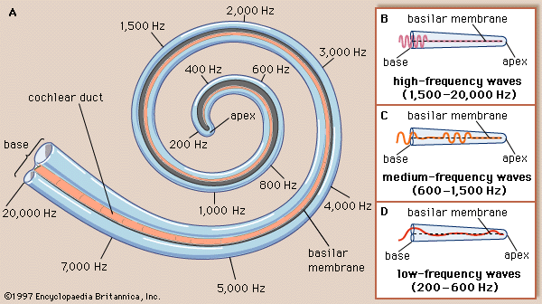 Hz Of Cochlea