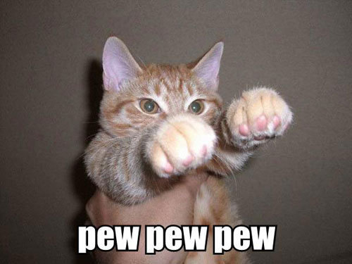 Funny Cat Pictures Cats 935656 500 375