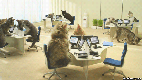 funny-gif-cats-working-office