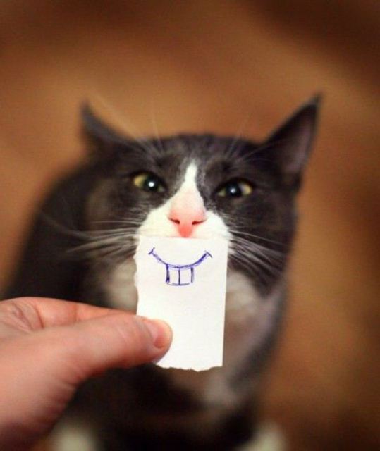 Goofy-cat