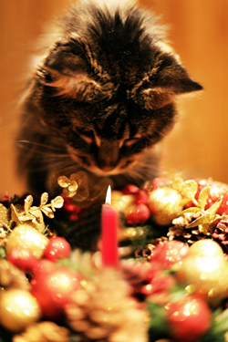 Katze Erster Advent C Peta D