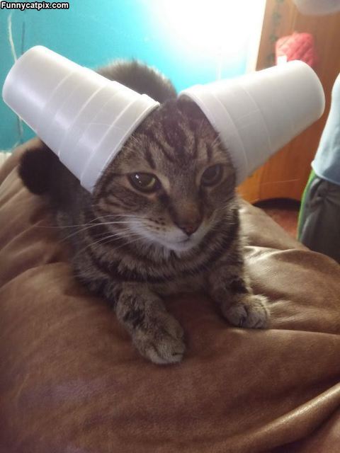 These Are Special Ears