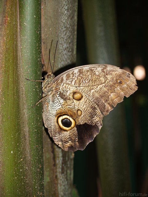 Costa-Rica (1)