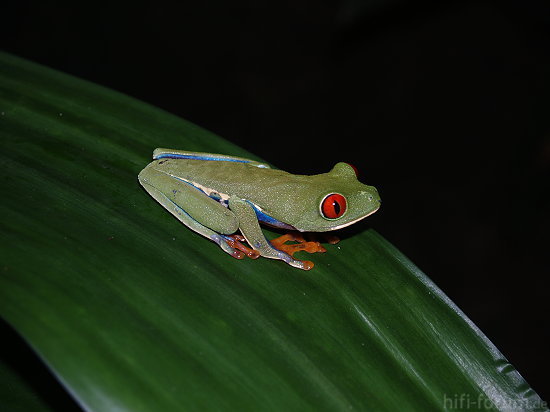 Costa-Rica