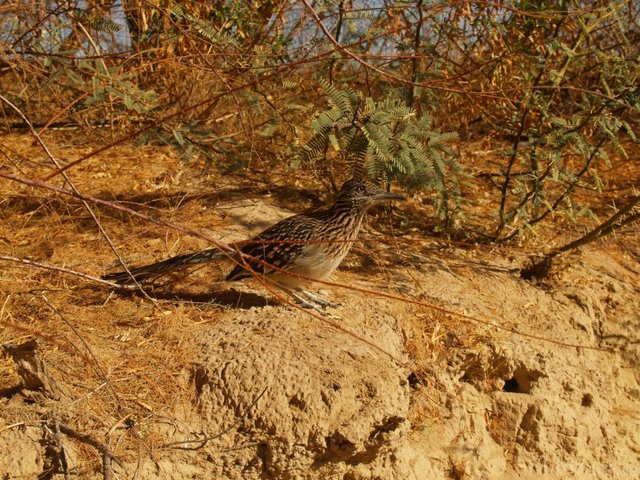 roadrunner