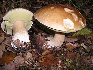300px Boletus Edulis EtgHollande 041031 091