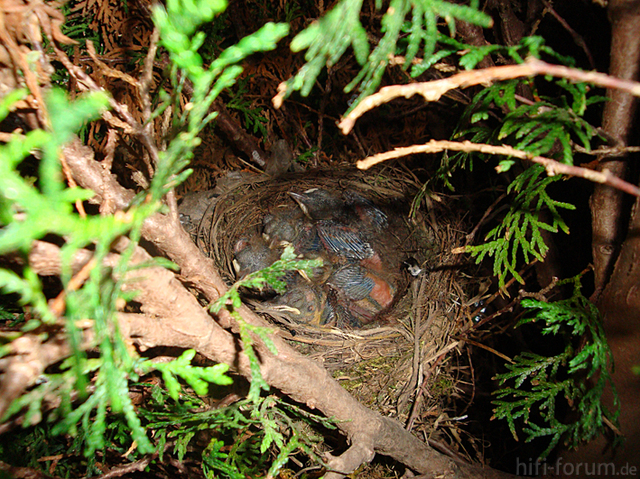 Amsel3