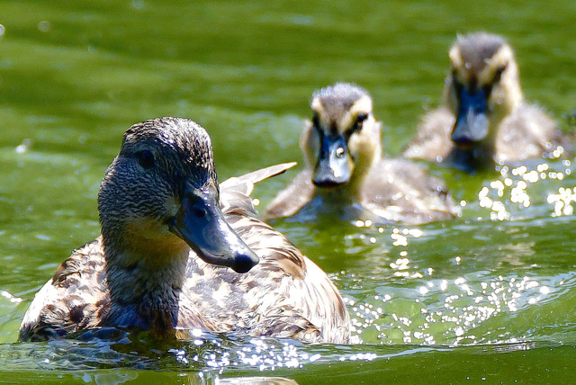 Enten Kopie