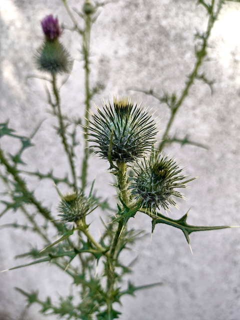 silberdistel_gepimpt