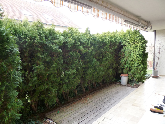 Thuja2