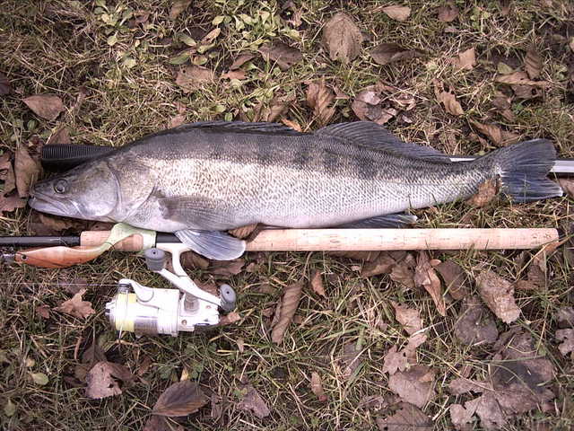Zander_3kg_70cm-07-01-05