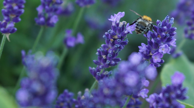 Bienen