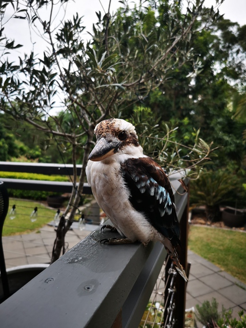 Kookaburra