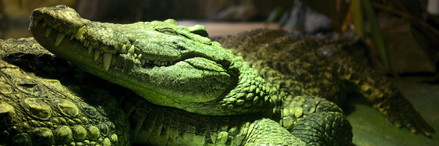 Krokodil