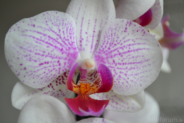 Orchidee