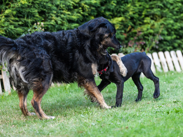 Bella und Tappsie beim Spiel (2 von 8) Kopie