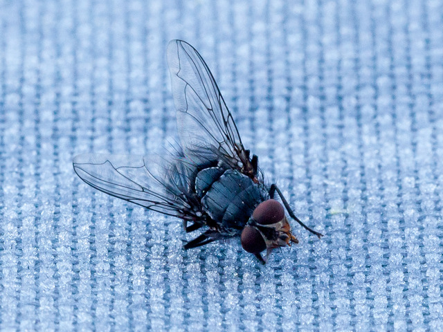 Makro Frozen Fly (3 von 3)